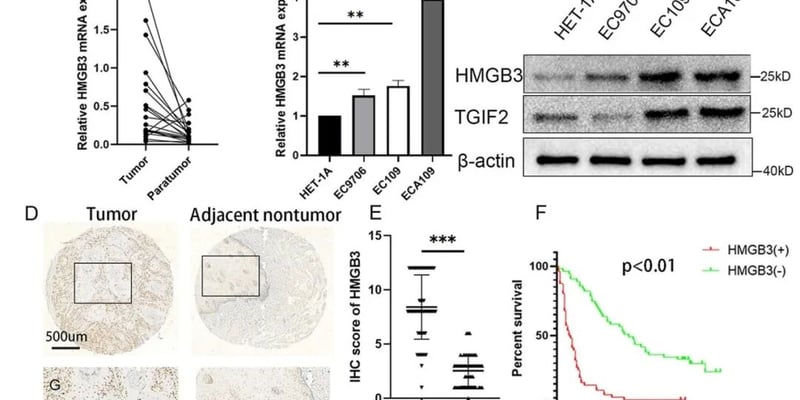 食管鳞状细胞癌转移机制新发现：HMGB3高表达、预后风险与潜在靶向方向