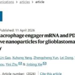 胶质母细胞瘤免疫治疗新方向：mRNA纳米颗粒跨越血脑屏障