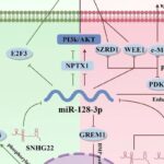 miR-128-3p与癌症诊疗：肿瘤标志物、耐药和治疗前景详解