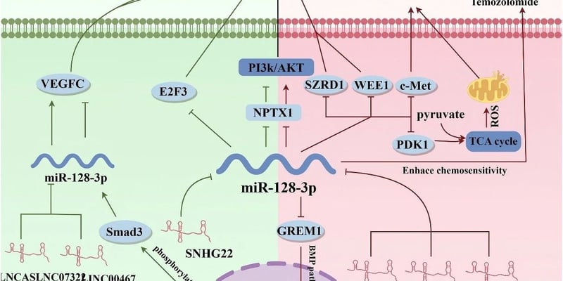 miR-128-3p与癌症诊疗：肿瘤标志物、耐药和治疗前景详解