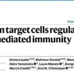 MHC I低表达肿瘤免疫治疗新线索：CD4T细胞与铁死亡
