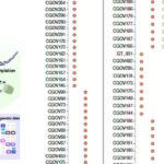 卵巢子宫内膜样癌与子宫内膜样癌具共同起源，黏液性癌精准治疗靶点明确