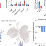 乳腺癌患者必看：肥胖为何加速肿瘤转移？前沿研究揭秘NRG4抑癌新靶点