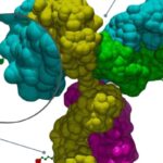 为什么ADC药物被称为抗癌“魔法子弹”？深度解析靶向生物制药的安全与质量控制密码