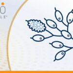 复发难治大B细胞淋巴瘤：CAR-T疗法如何把握黄金时机？双抗桥接与耐药应对全解析