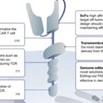 CAR-T疗法如何精准灭杀癌细胞？深度拆解三大杀伤机制与实体瘤攻克前沿