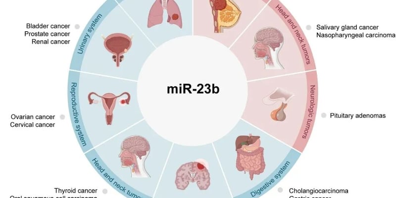miR-23b如何调控癌症耐药？一文读懂肿瘤基因疗法的新靶点与应对策略