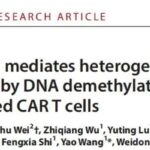 地西他滨编程CAR-T细胞：突破实体瘤异质性瓶颈，如何调动内源免疫彻底清扫肿瘤
