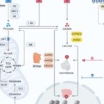 癌症耐药真相曝光：如何突破乳酸化修饰导致的化疗、靶向及免疫治疗抵抗？