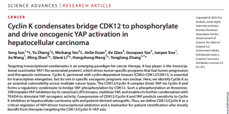 突破肝癌“不可成药”靶点！CDK12/Cyclin K驱动YAP激活新机制与精准治疗策略