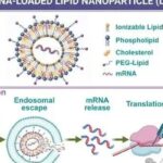 无需体外分离细胞？体内mRNA-CAR-T细胞疗法破解癌症治疗高价与耐药难题