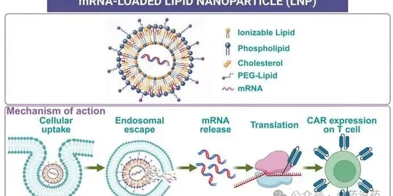 无需体外分离细胞？体内mRNA-CAR-T细胞疗法破解癌症治疗高价与耐药难题
