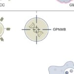 实体瘤CAR-T疗法重大突破：GPNMB新靶点攻克胶质母细胞瘤与肉瘤耐药难题
