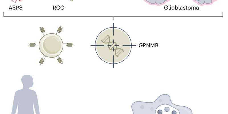 实体瘤CAR-T疗法重大突破：GPNMB新靶点攻克胶质母细胞瘤与肉瘤耐药难题