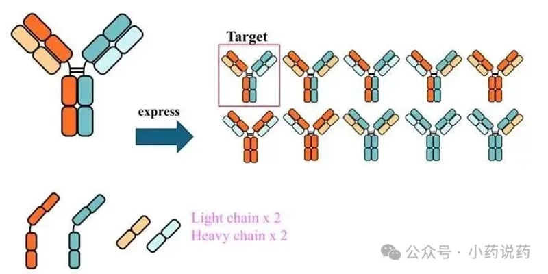双特异性抗体为何难以量产？盘点三大链配对技术突破与前沿工艺解析