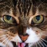 肿瘤及免疫低下患者养猫发烧淋巴结肿大？警惕7类猫源感染诊疗指南