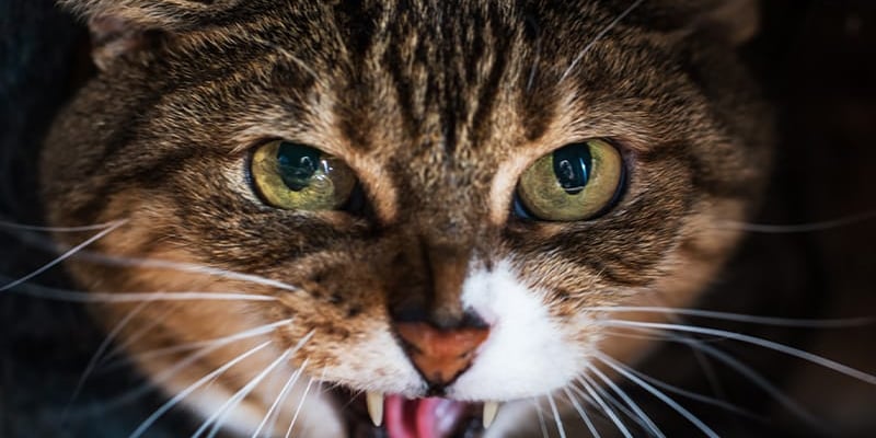 肿瘤及免疫低下患者养猫发烧淋巴结肿大？警惕7类猫源感染诊疗指南